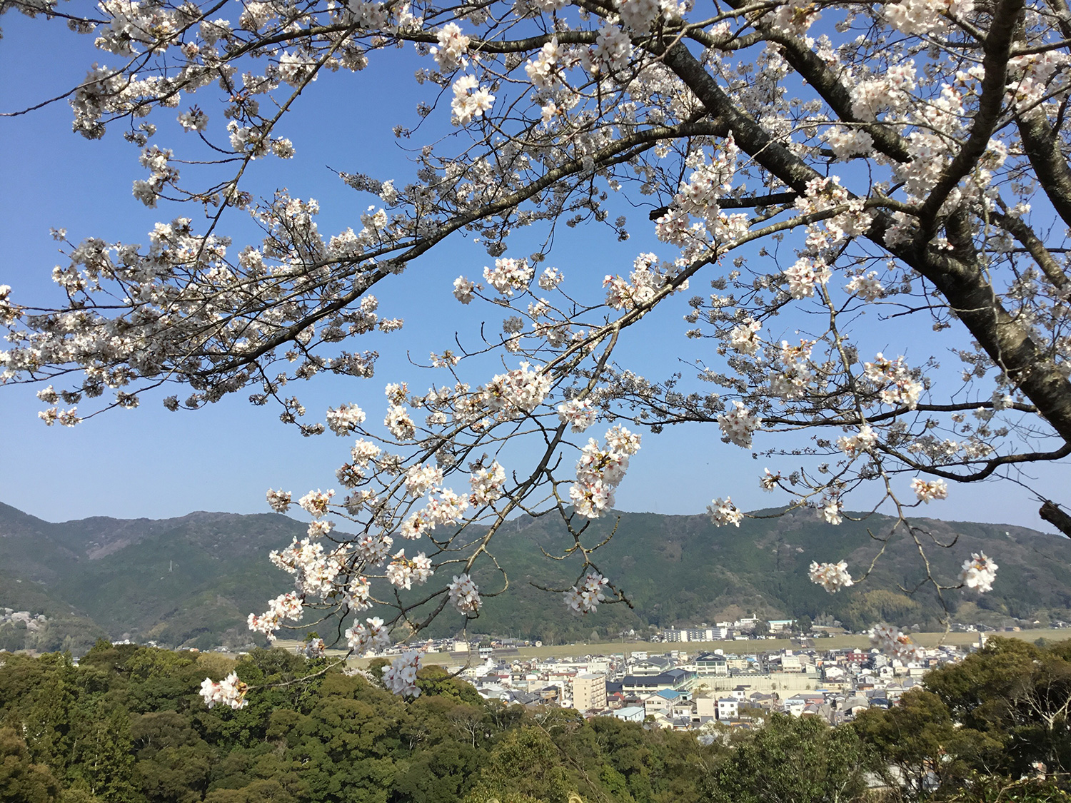 桜