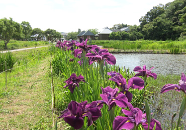 トンボ公園