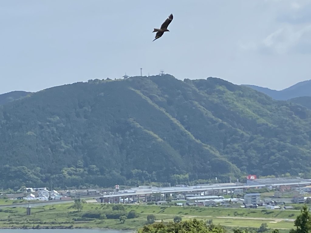 トンビ